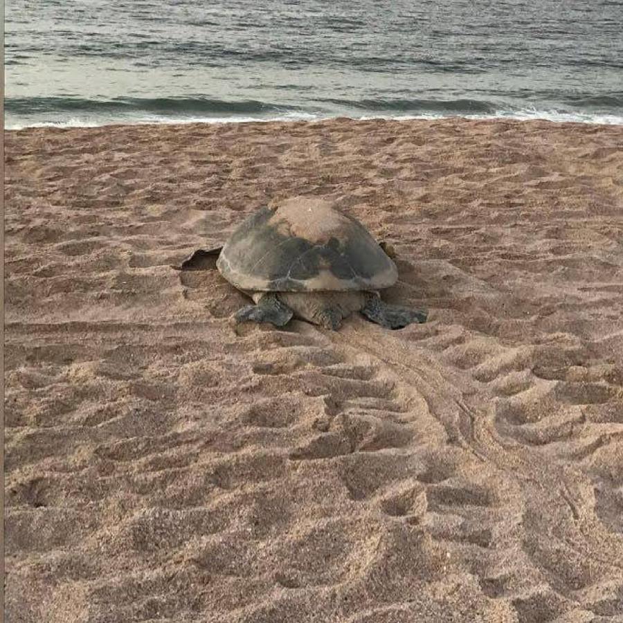 Turtle Guest House Sur Exterior foto