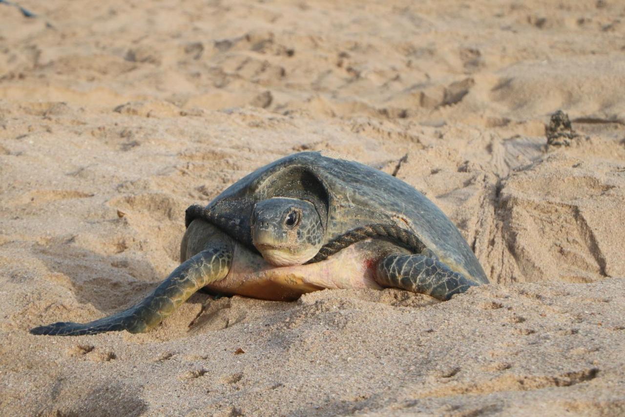 Turtle Guest House Sur Exterior foto