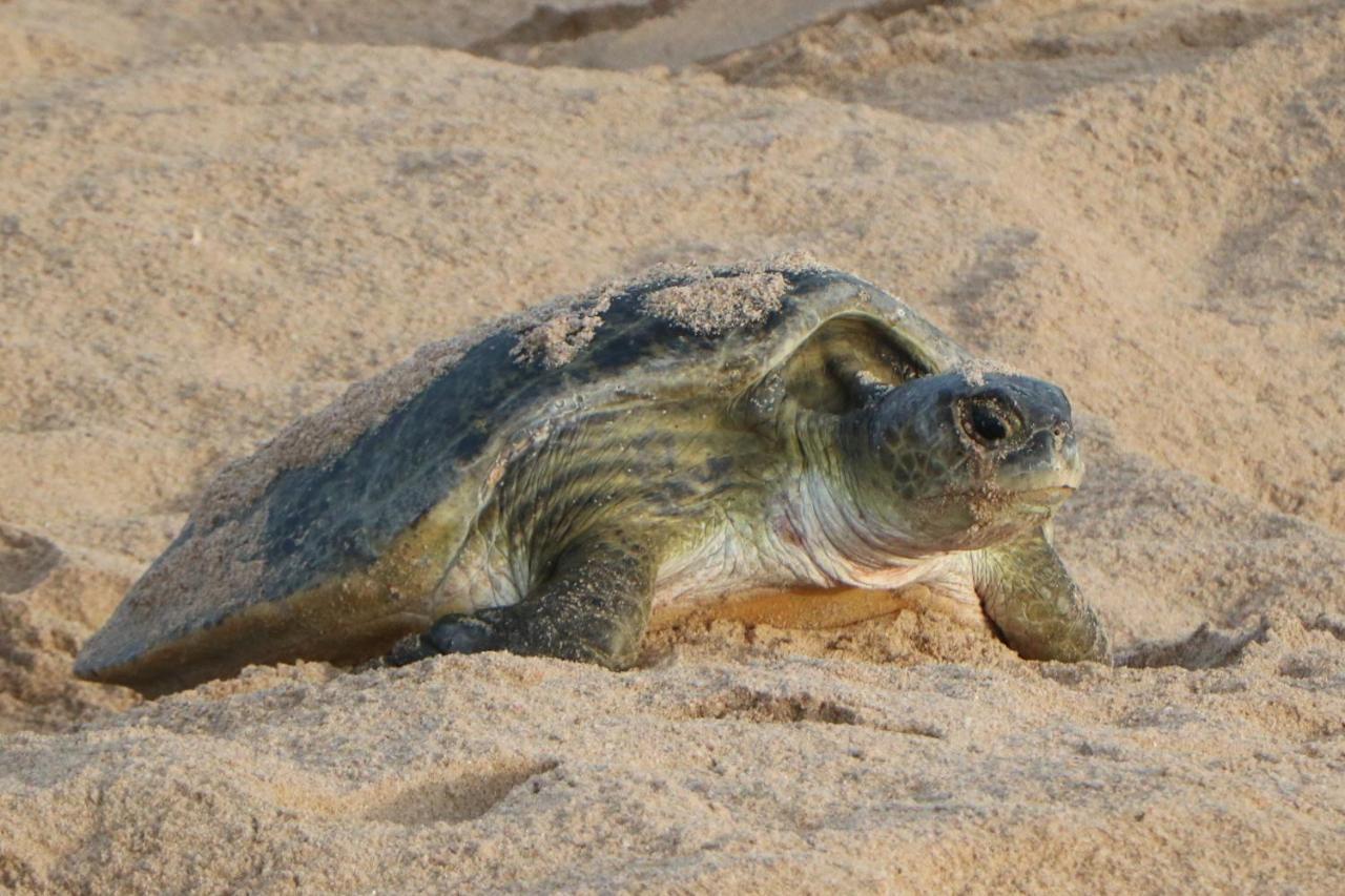 Turtle Guest House Sur Exterior foto